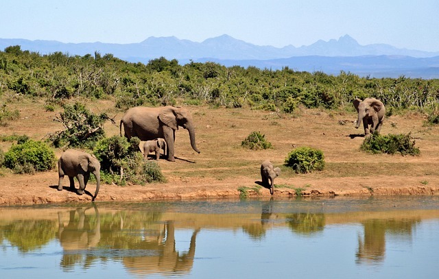 South-Africa
